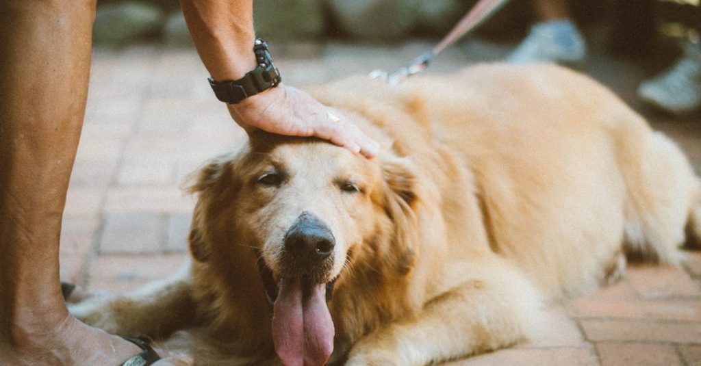 entdecken sie die besten tipps und produkte für die pflege ihres haustiers. von hunden bis katzen – alles, was sie für das wohlbefinden ihres vierbeinigen freundes brauchen.