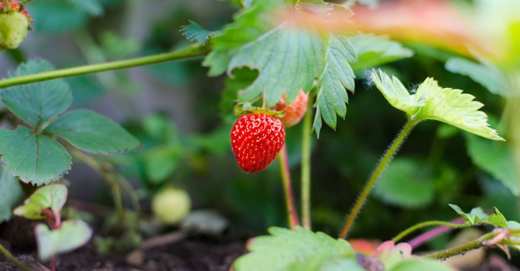 entdecken sie die welt des gartenbaus! tipps, techniken und inspiration für hobbygärtner und pflanzenliebhaber. gestalten sie ihren traumpflanzgarten mit unseren nützlichen ratschlägen!