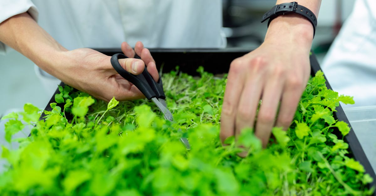 entdecken sie die bedeutung der nachhaltigkeit und wie sie unser leben, die wirtschaft und die umwelt positiv beeinflusst. erfahren sie mehr über nachhaltige praktiken und deren rolle in einer zukunftsorientierten welt.