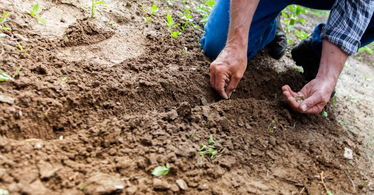 entdecken sie die welt des gartenbaus mit praktischen tipps, kreativen ideen und nützlichen ratschlägen für einen blühenden garten. ob für anfänger oder erfahrene gärtner, finden sie inspiration für ihre gartenprojekte!